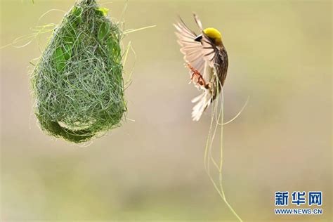 鳥築巢吉兆|鳥築巢吉兆：旺運4大徵兆